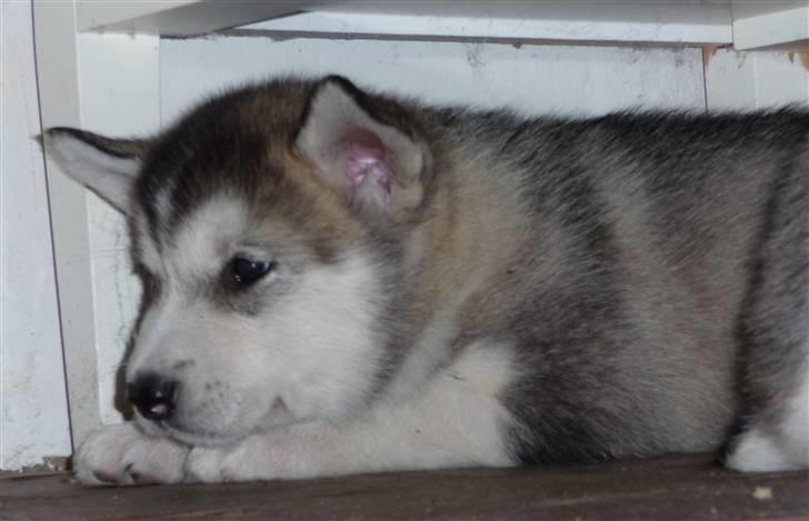 Alaskan malamute Maia - Her er jeg så blevet 40 dage gammel, og endnu har de ikke fattet at det er mig de skal vælge! billede 4