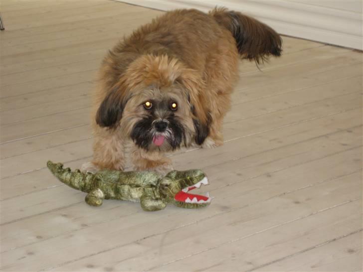 Lhasa apso Coco - Grrr....jeg æder dig billede 15
