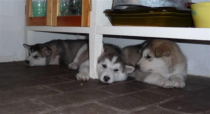 Alaskan malamute Maia - Her slapper jeg lige af sammen med 2 af mine søstre, 40 dage gammel.. billede 5