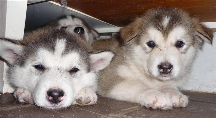 Alaskan malamute Maia - Slapper lidt mere af med mine søstre... billede 6
