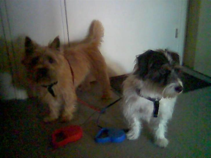 Blanding af racer max billede 13