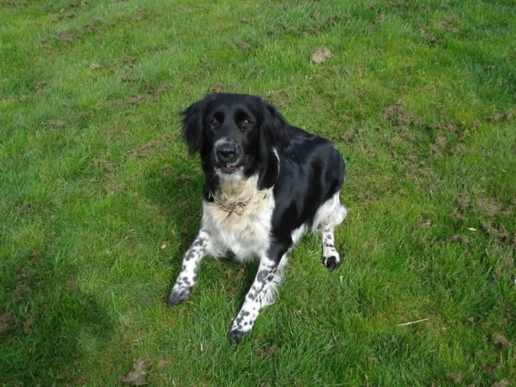 Blanding af racer Trine billede 19