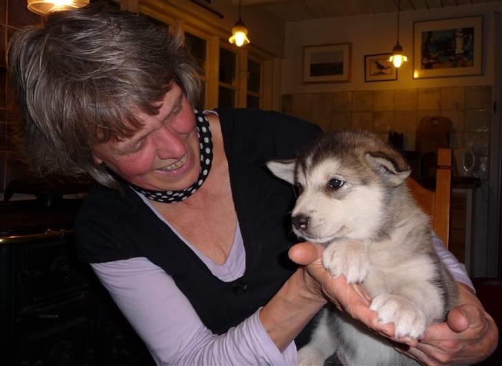 Alaskan malamute Maia - Her bliver jeg lige udstillet af min stolte opdrætter Aase billede 7