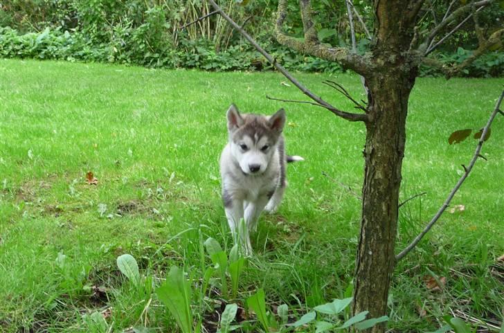 Alaskan malamute Maia - På opdagelse i den store verden, 40 dage gammel billede 8