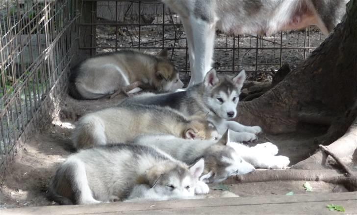 Alaskan malamute Maia - Her ligger det meste af familien og sover lidt efter maden... billede 9