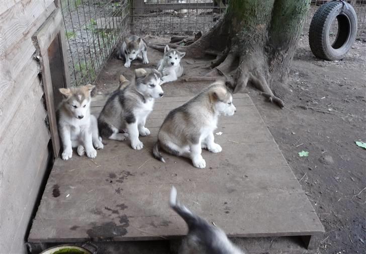 Alaskan malamute Maia - Så er vi så småt ved at være klar til at lege lidt igen... billede 10