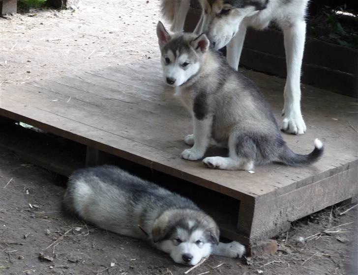 Alaskan malamute Maia - Se min brormand med flapører der ligger der og snuer endnu! billede 11