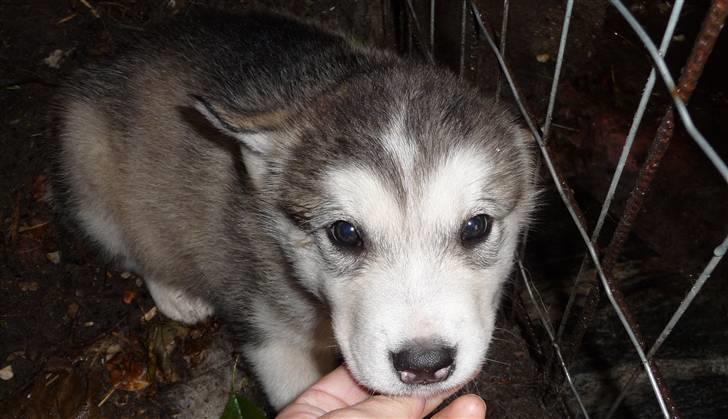 Alaskan malamute Maia - Da jeg bed i de her fingre tror jeg de blev klar over at det var mig der skulle hedde Maia! billede 12