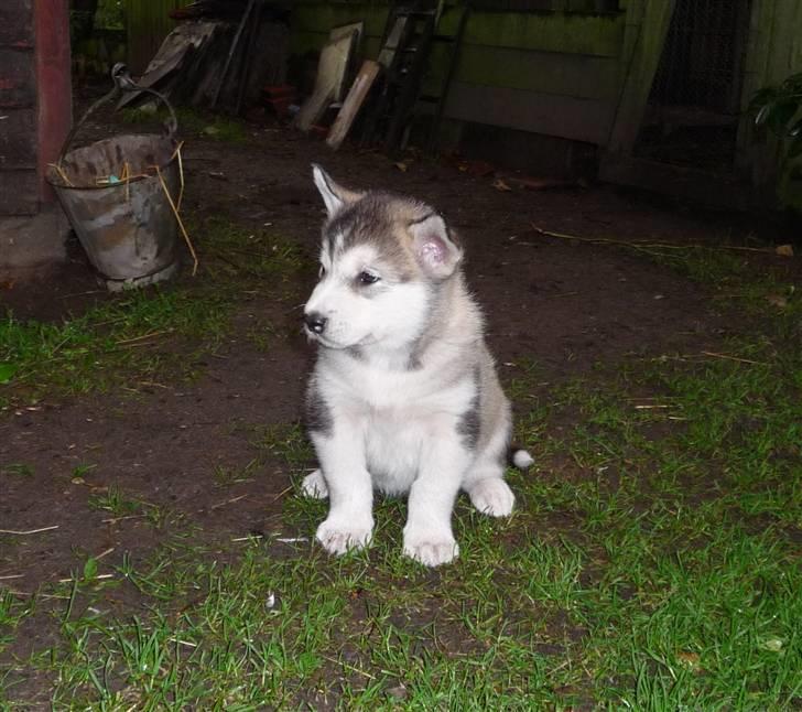 Alaskan malamute Maia - Hvor blev de af allesammen? billede 13