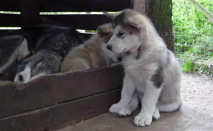Alaskan malamute Maia - Der ligger min søster og min moar! billede 14