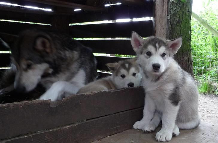 Alaskan malamute Maia - Se nu her! billede 15