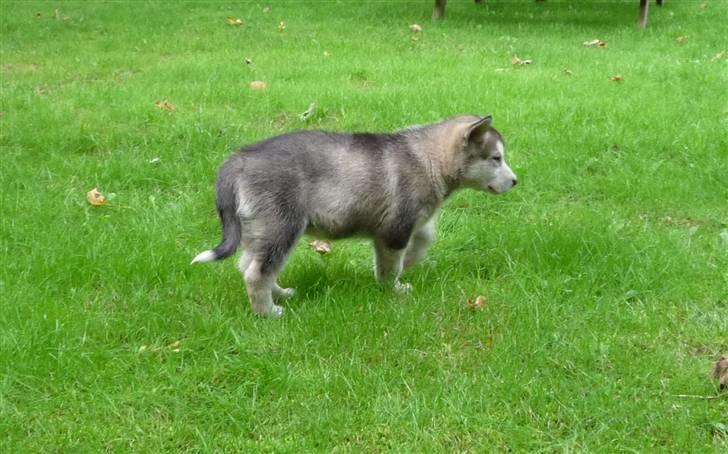 Alaskan malamute Maia - Den er godt nok stor den her have! billede 16