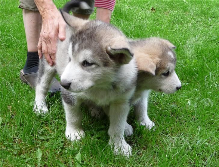 Alaskan malamute Maia - Her er jeg sammen med den søster der var lige ved at komme til at hedde Maia! billede 17
