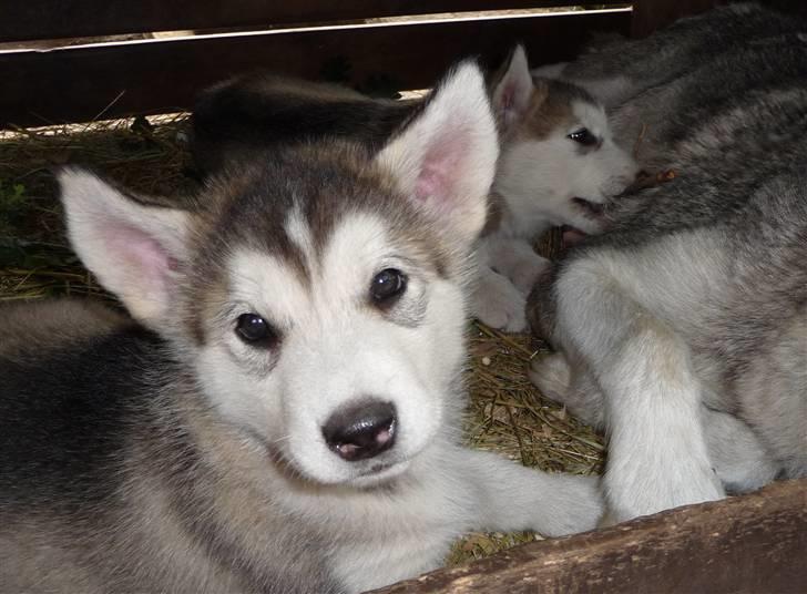 Alaskan malamute Maia - Men nu er det mig der hedder Alma Noatun´s Maia Elena Ravnefod, og skal være Cani´s lille prinsesse! billede 18
