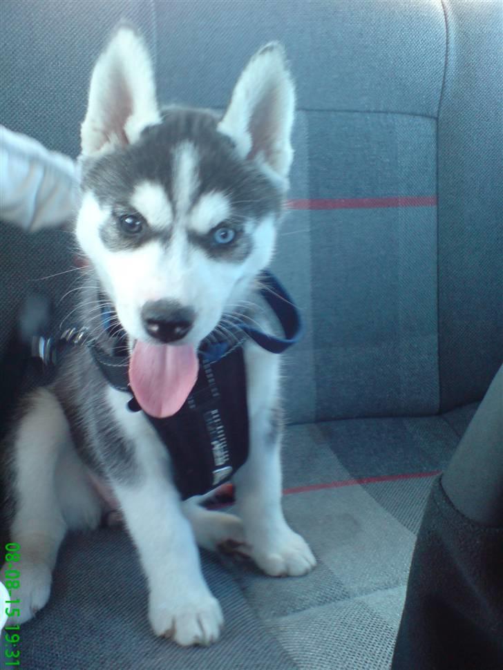 Siberian husky Naquita - I bilen, på vej fra Kennelen til os.  billede 1