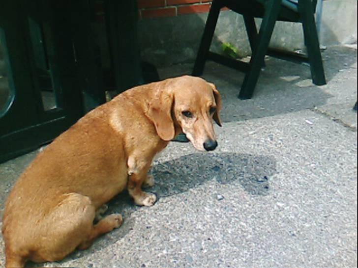 Gravhund Frede R.I.P - Velkommen til min profil billede 1