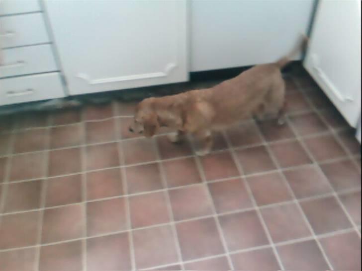 Gravhund Frede R.I.P - Frede i vores køkken billede 2