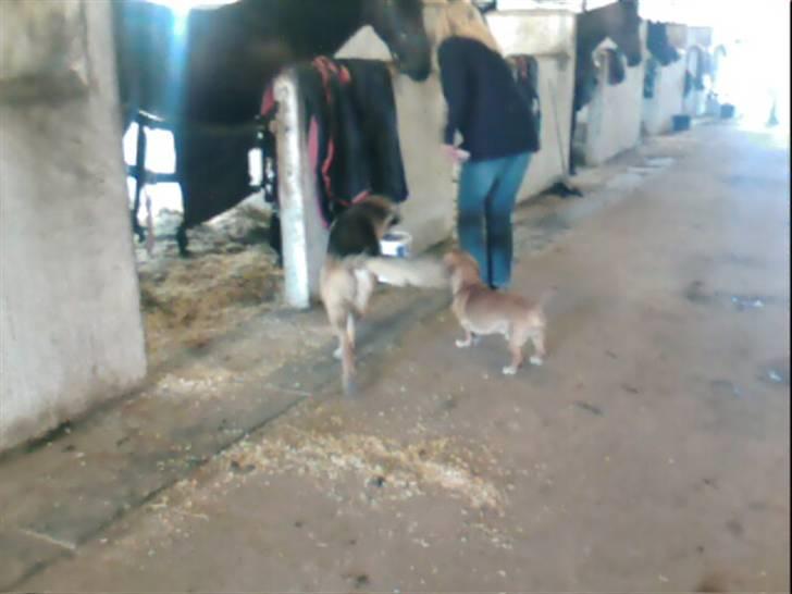 Gravhund Frede R.I.P - Frede, Nemo, mor og en af traverne i stalden billede 3