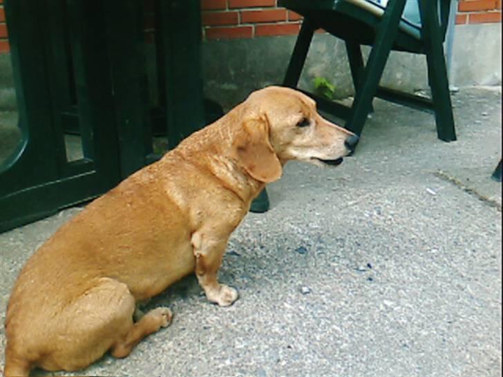 Gravhund Frede R.I.P - Der kommer vidst nogen billede 4