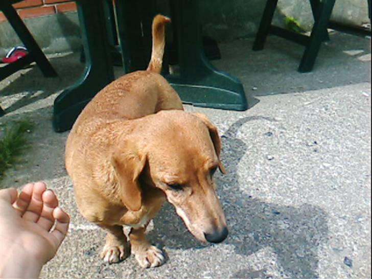 Gravhund Frede R.I.P - Jeg gider ikke snakke lige nu billede 5