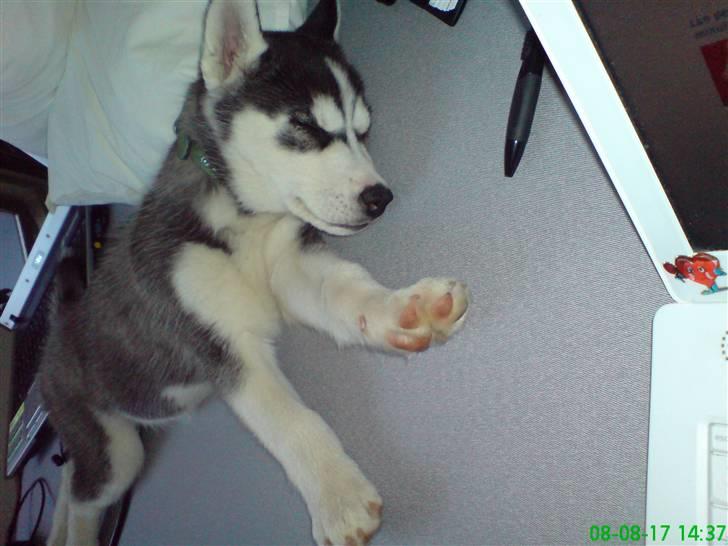 Siberian husky Naquita - Naquita får sig lige en lur i mors seng. Igen. billede 3