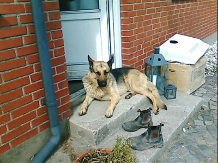 Schæferhund Nemo - Velkommen til min profil billede 1