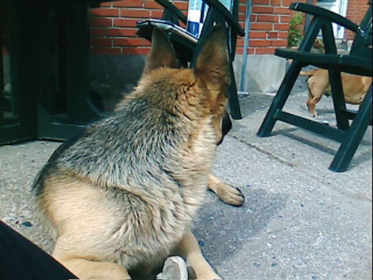 Schæferhund Nemo - Der var noget:) billede 2