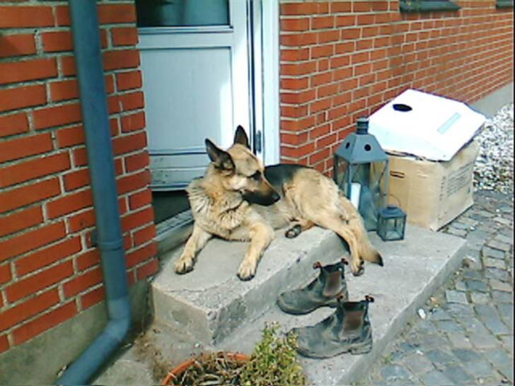 Schæferhund Nemo - Kommer der mund nogen? billede 3