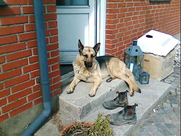 Schæferhund Nemo - Se mig(: billede 4