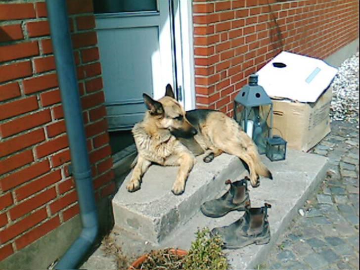 Schæferhund Nemo - Er jeg ikke fin? billede 5