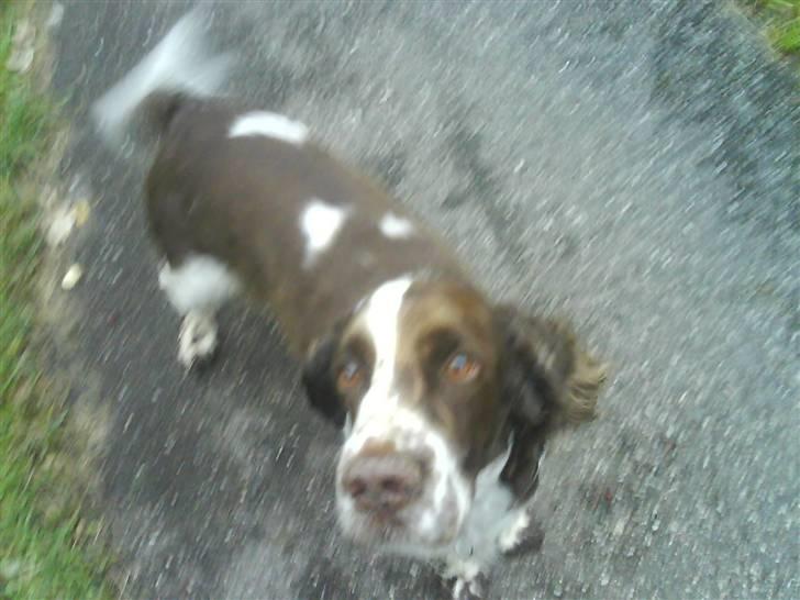 Engelsk springer spaniel Tor billede 3