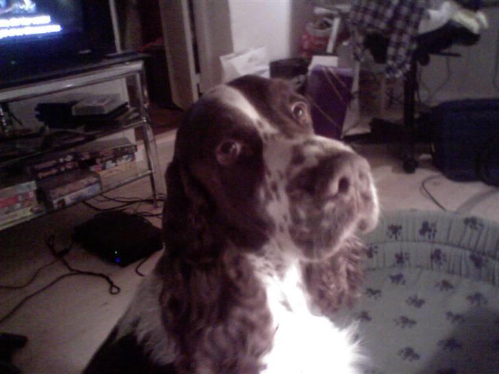 Engelsk springer spaniel Tor billede 4