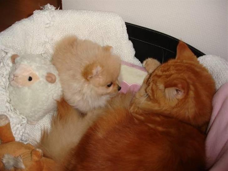 Pomeranian Pomzoo's Ice On Fire Amy - hygge med Balou :D billede 13