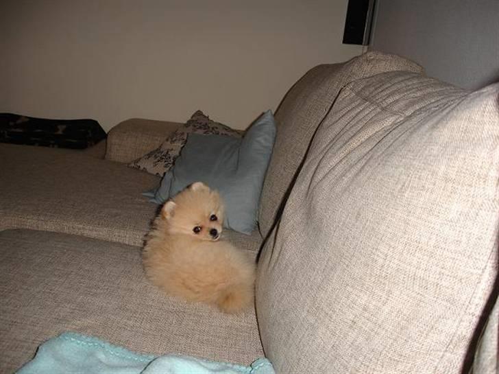 Pomeranian Pomzoo's Ice On Fire Amy billede 14