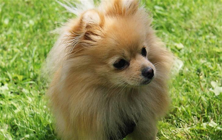 Pomeranian Pomzoo's Ice On Fire Amy - nyt nu med sommerpels :) billede 15