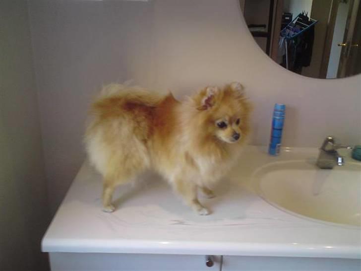 Pomeranian Pomzoo's Ice On Fire Amy - nyt .. ikke mange dage efter dette billede mister hun alt underulden, så er ikke så pæn mere :( billede 16