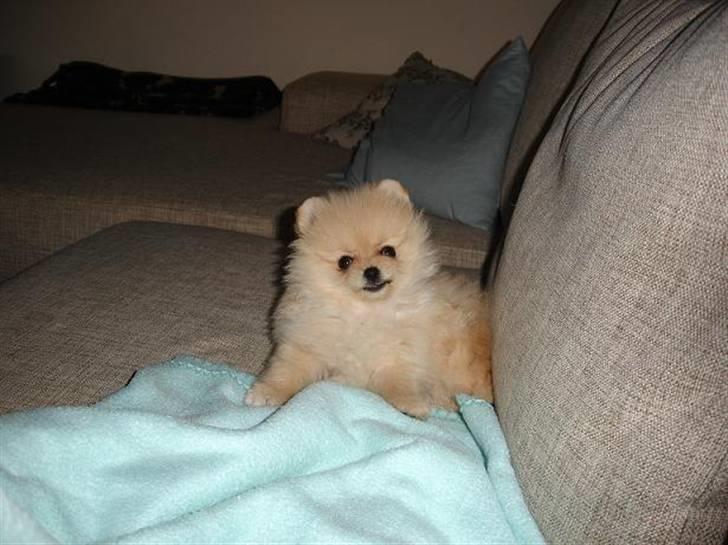 Pomeranian Pomzoo's Ice On Fire Amy billede 17