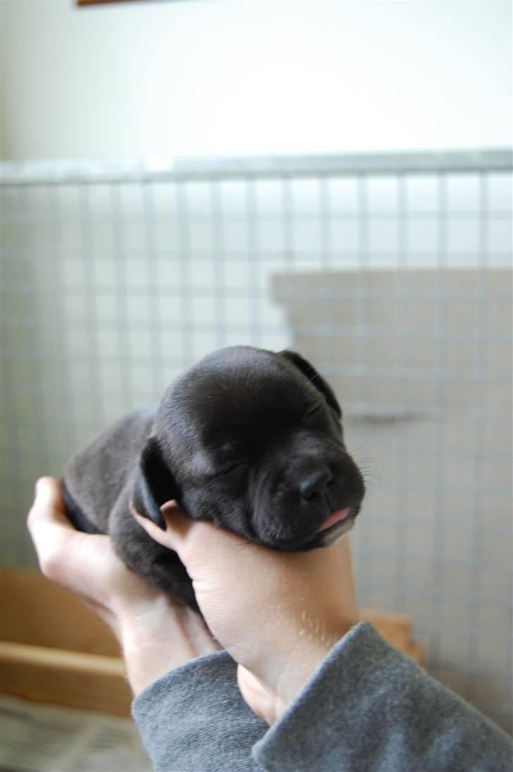 Staffordshire bull terrier Alma billede 2