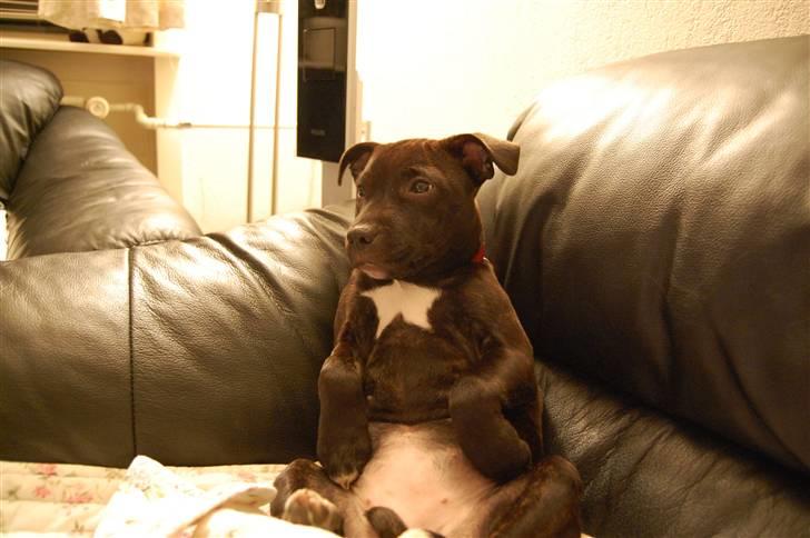 Staffordshire bull terrier Alma billede 4