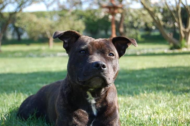 Staffordshire bull terrier Alma billede 5
