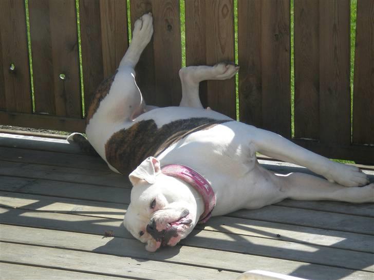 Amerikansk bulldog Abbi billede 1