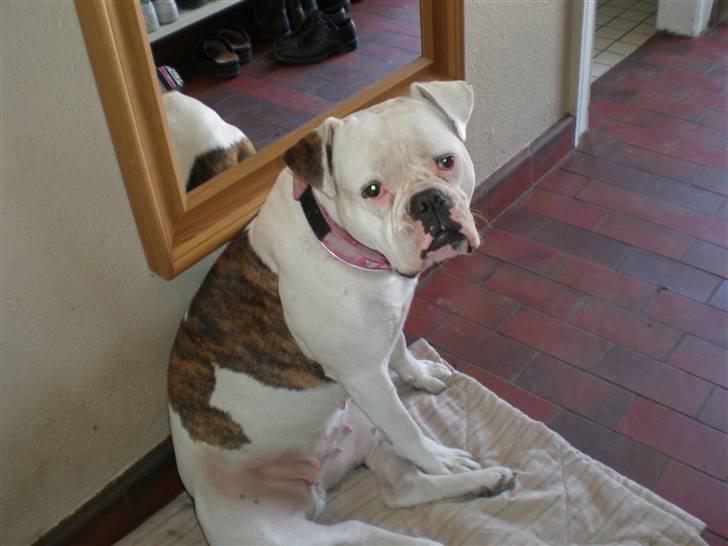 Amerikansk bulldog Abbi billede 2