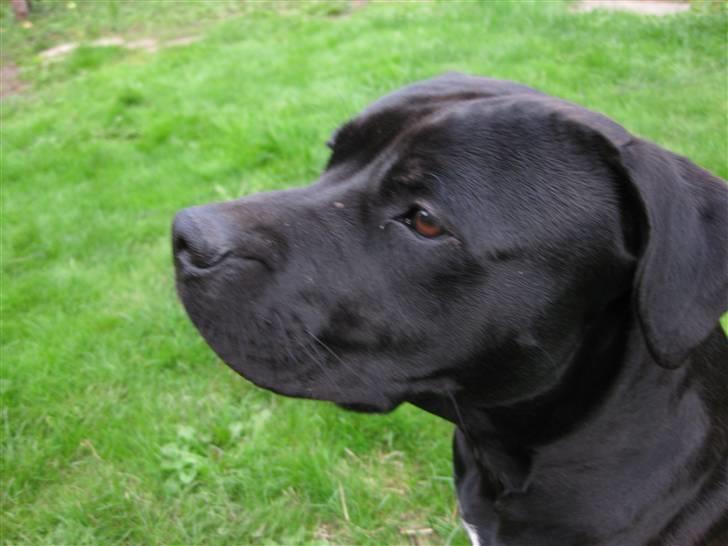 Blanding af racer ¤-Marko-¤ billede 1