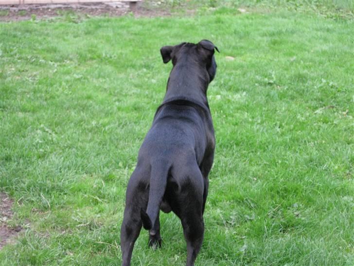 Blanding af racer ¤-Marko-¤ billede 2