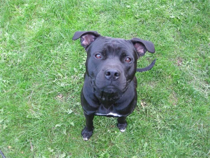 Blanding af racer ¤-Marko-¤ billede 3