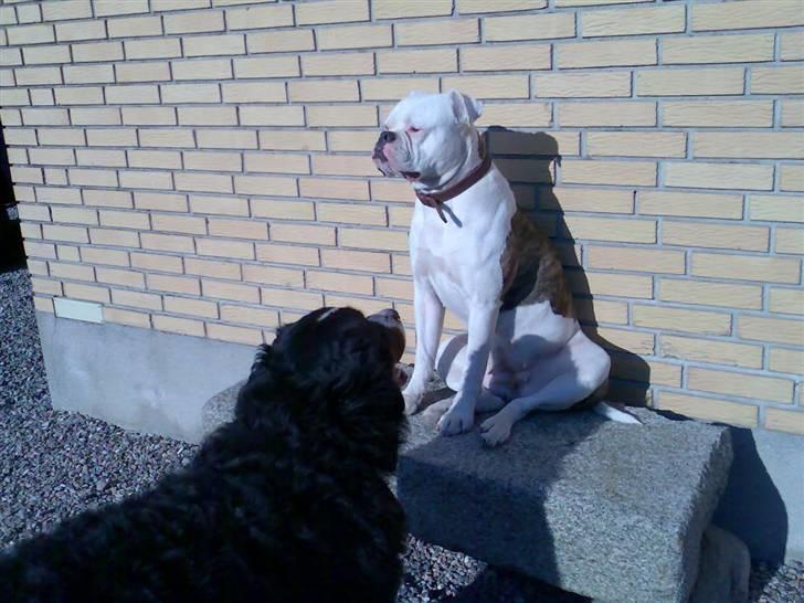 Amerikansk bulldog Abbi billede 3