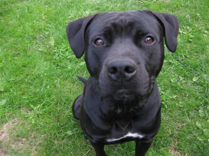 Blanding af racer ¤-Marko-¤ billede 4