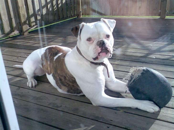 Amerikansk bulldog Abbi billede 4