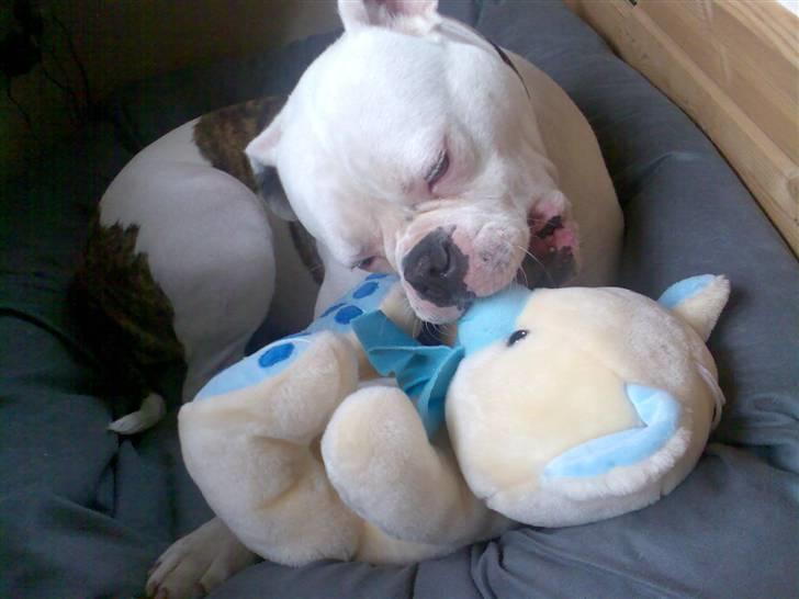 Amerikansk bulldog Abbi billede 5