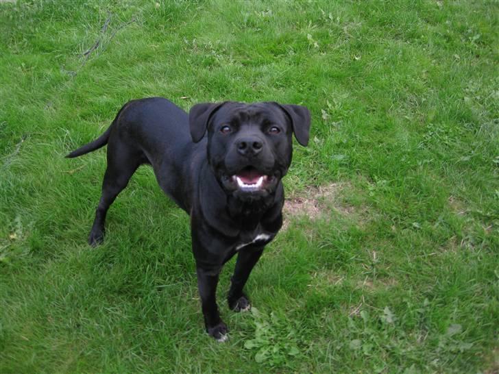 Blanding af racer ¤-Marko-¤ billede 5